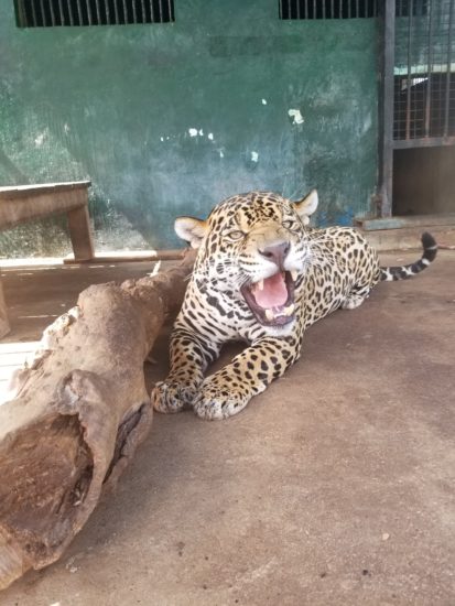 International Jaguar Day