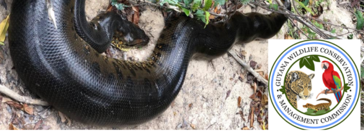Flooding and Encounters with Wild Animals